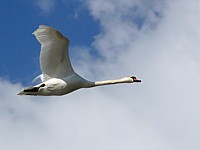 Cygne tuberculé en vol