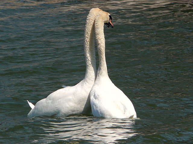 Cygnes en parade