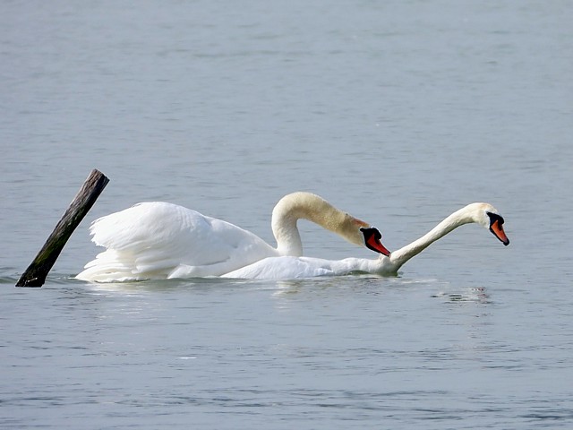 Cygne tubercul, cygnus olor