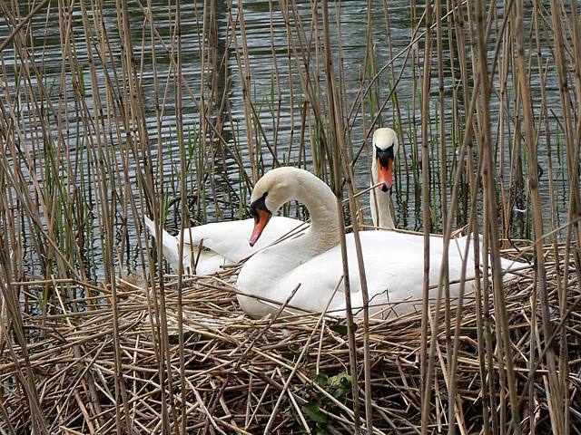 Cygnes tuberculés au nid