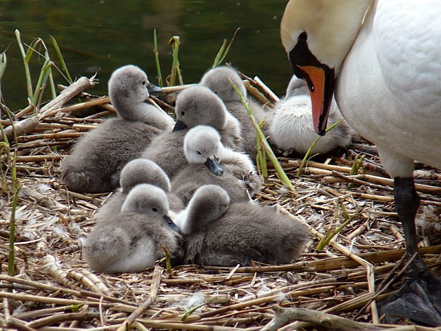 Petits cygnes au nid