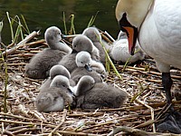 Nichée de cygnes