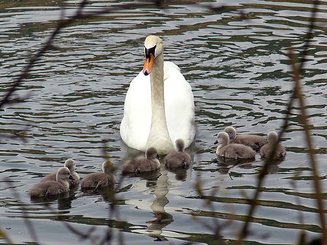 Première promenade