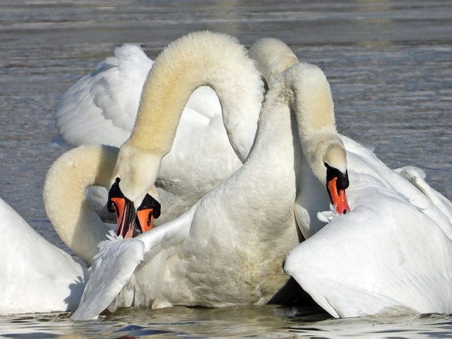 Combat de cygnes