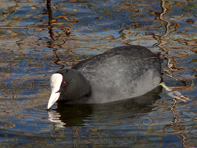 Foulque macroule, fulica atra