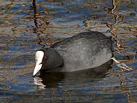 Foulque macroule, fulica atra