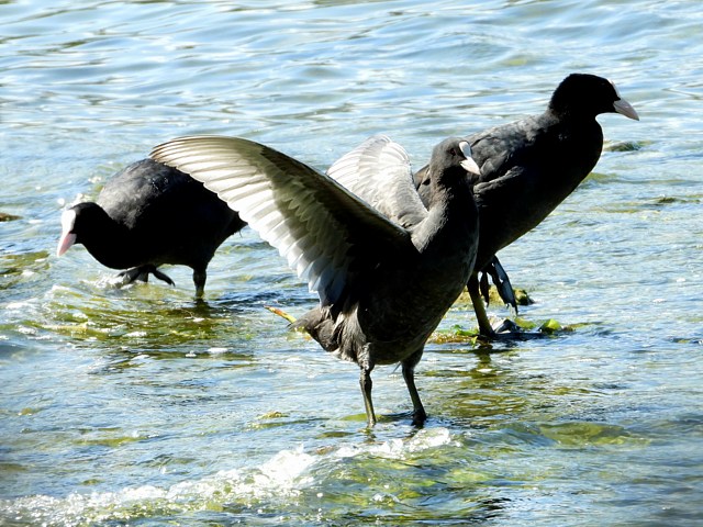 Foulque macroule déployant ses ailes