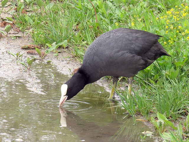 Foulque macroule, fulica atra