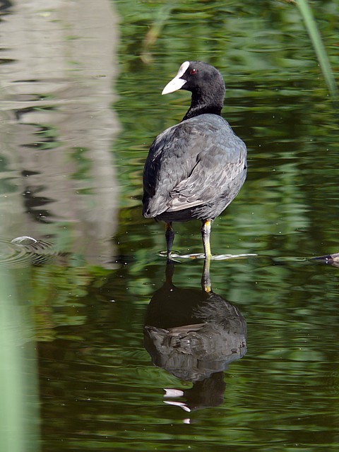 Foulque macroule,  fulica atra