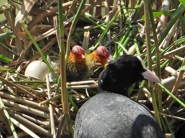 Foulque macroule et un poussin