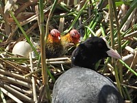 Foulque macroule avec un poussin