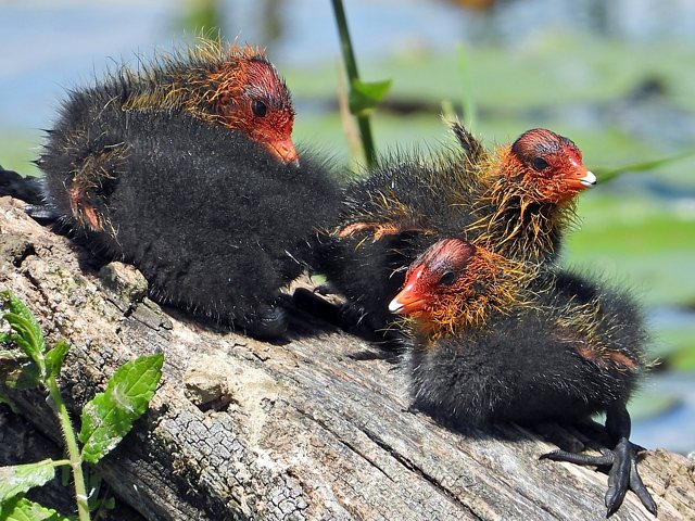 Tte de poussin foulque