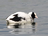 Foulque macroule leucique