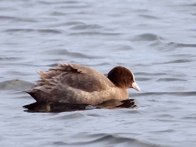 Foulque macroule brune