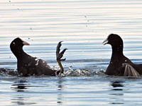 Foulques macroules au combat