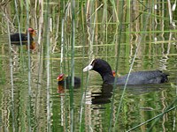 Foulque macroule et ses poussins