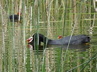 Foulque macroule, fulica atra