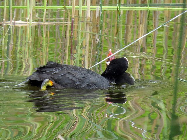 Foulque macroule tuant un poussin