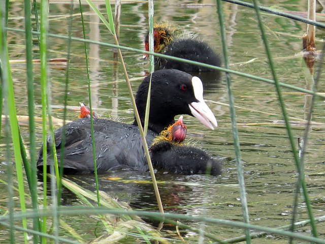 Foulque macroule et poussins