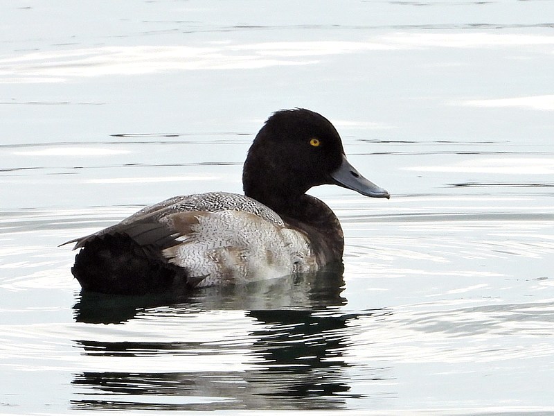 Fuligule  tte noire, aythya affinis