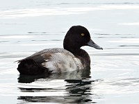 Fuligule à tête noire