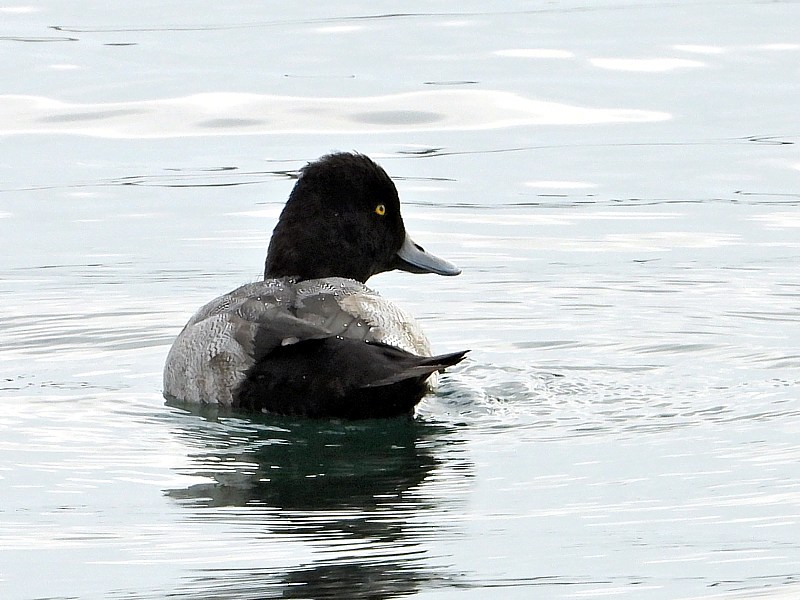 Fuligule  tte noire, aythya affinis