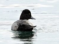 Fuligule à tête noire
