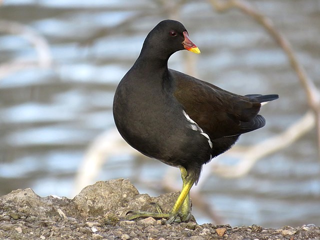 Gallinule poule d'eau, gallinula chloropus