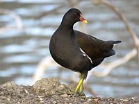 Gallinule poule d'eau, gallinula chloropus