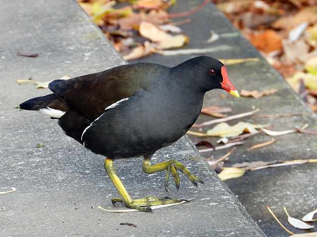 Gallinule poule d'eau, gallinula chloropus