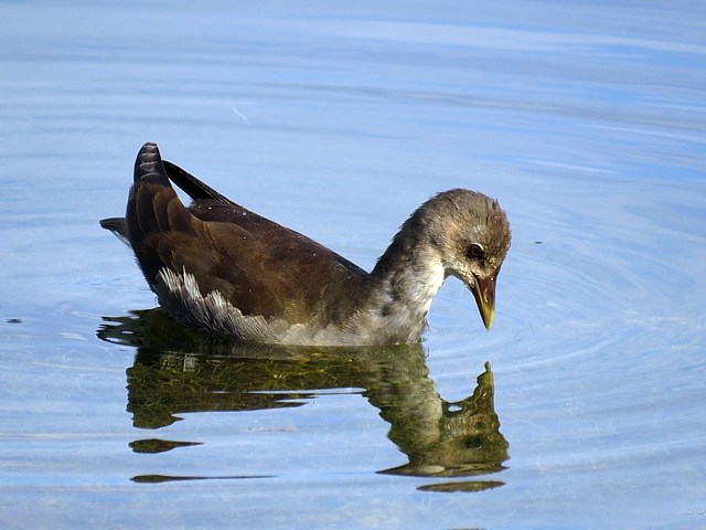 Gallinule poule d'eau, gallinula chloropus