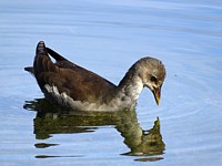 Gallinule poule juvénile