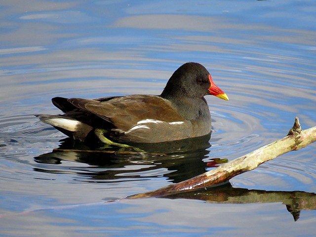 Gallinule poule d'eau 