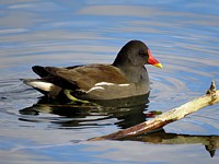 Mâle gallinule poule d'eau