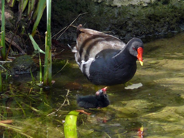 Gallinule poule d'eau et son poussin