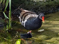 Gallinule poule d'eau et son poussin