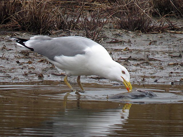 Goland leucophe, larus michahellis