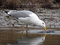 Goéland leucophée, larus michahellis