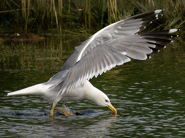 Goland leucophe ailes ouvertes