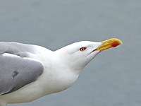 Tête de goéland leucophée