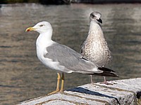 Goéland leucophée, mature et juvénile