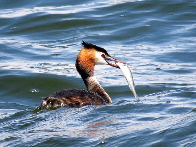 Grèbe huppé, podiceps cristatus