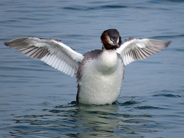 Grèbe huppé ailes ouvertes