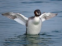 Grèbe huppé battant des ailes