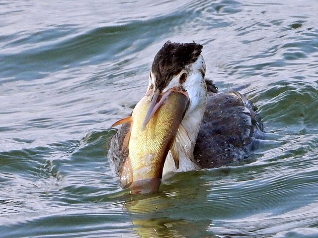 Repas de grèbe huppé