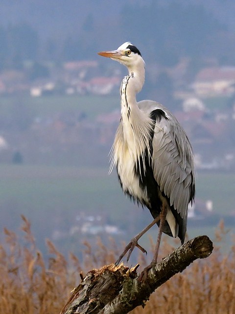 Foulque macroule,  fulica atra