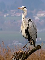 Héron cendré, ardea cinirea