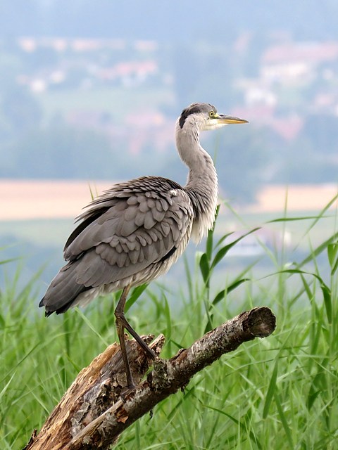 Foulque macroule,  fulica atra