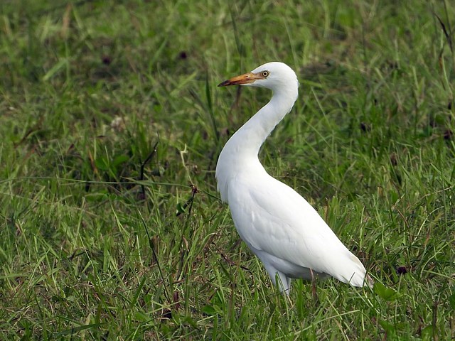 Hron gardeboeufs, bubulcus ibis