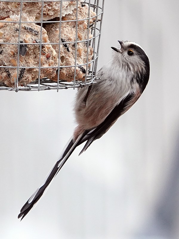 Mésanger à longue queue à la mangeoire